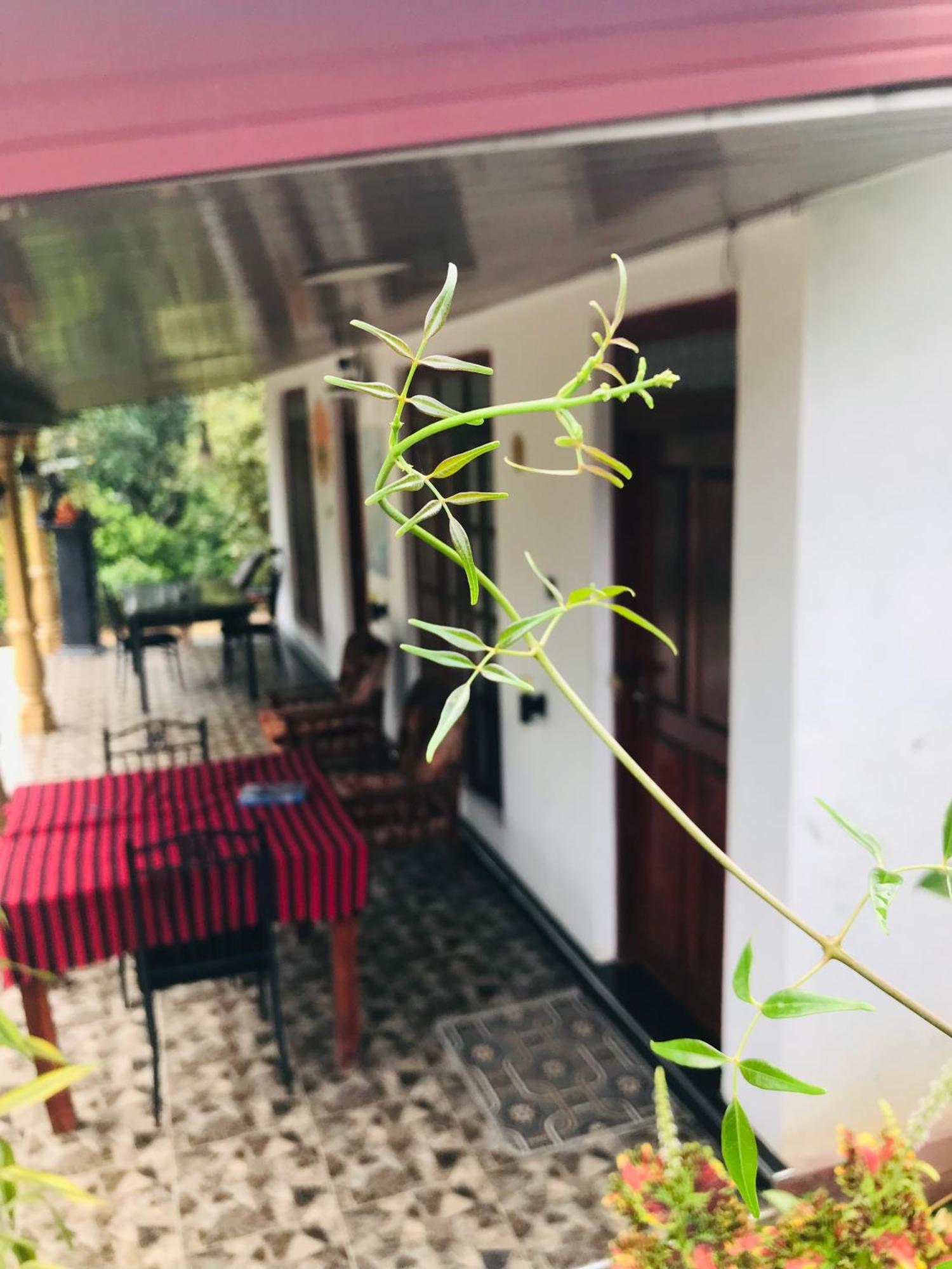 Cinnamon Homestay Елла Екстер'єр фото