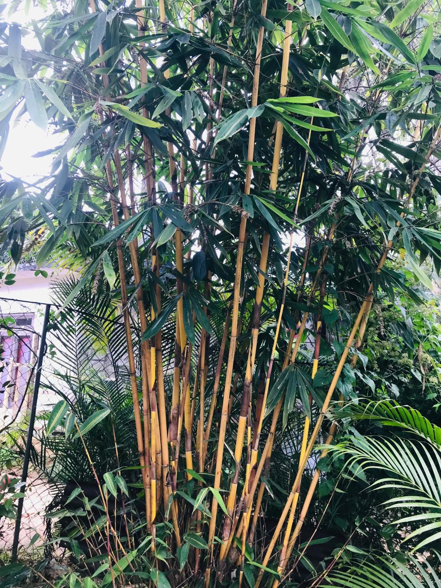 Cinnamon Homestay Елла Екстер'єр фото